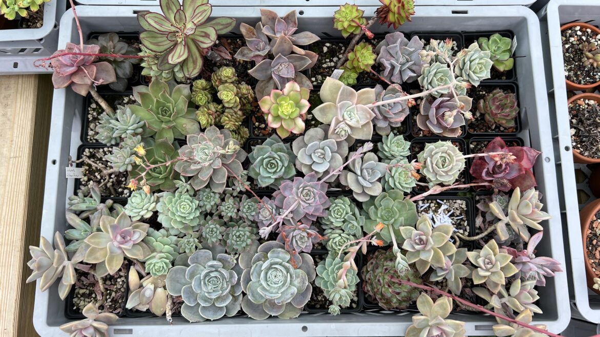 Almost not able to see the individual pots