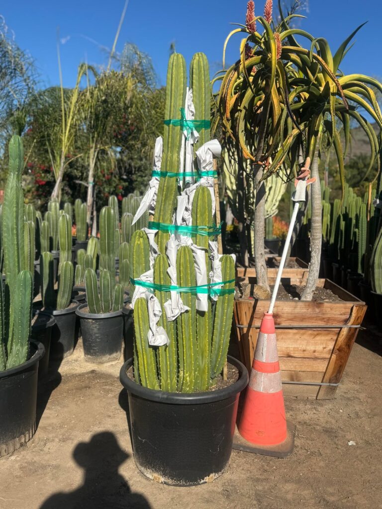 SAN Pedro cactus