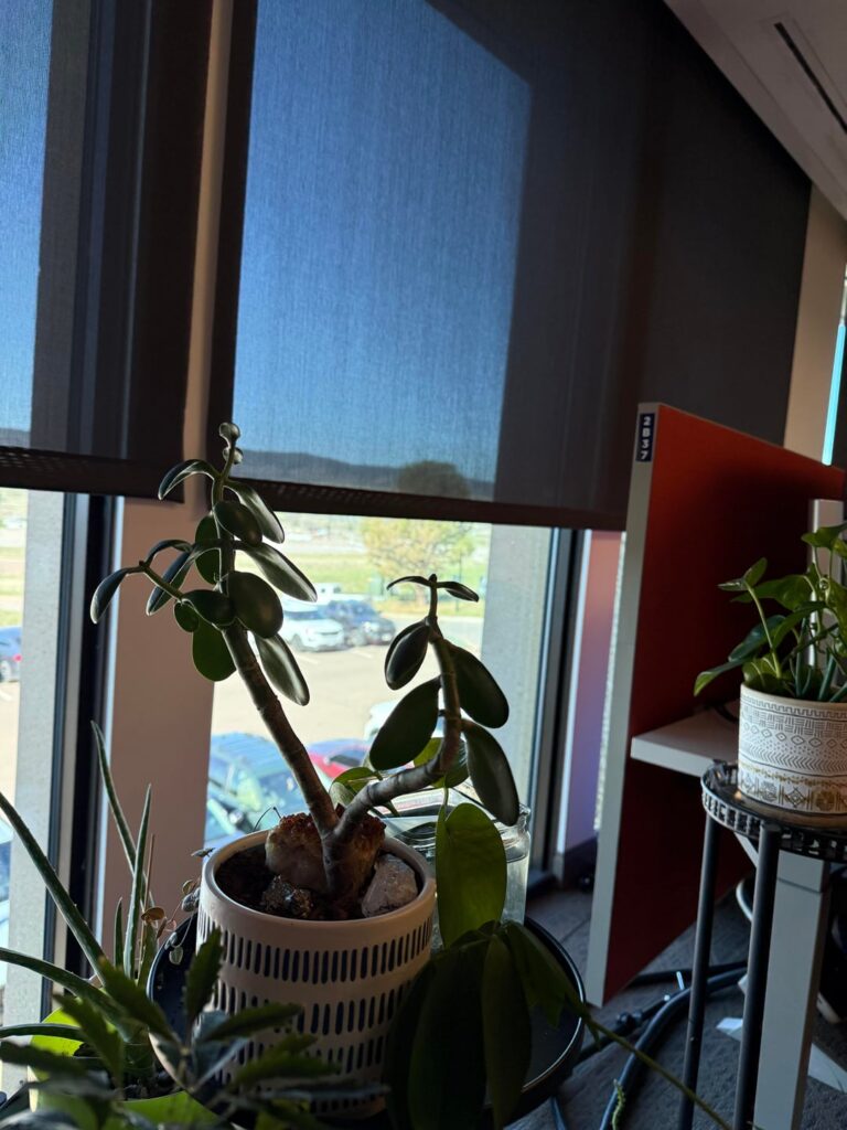 How can I help my Jade Plant? How can I help my Jade Plant?