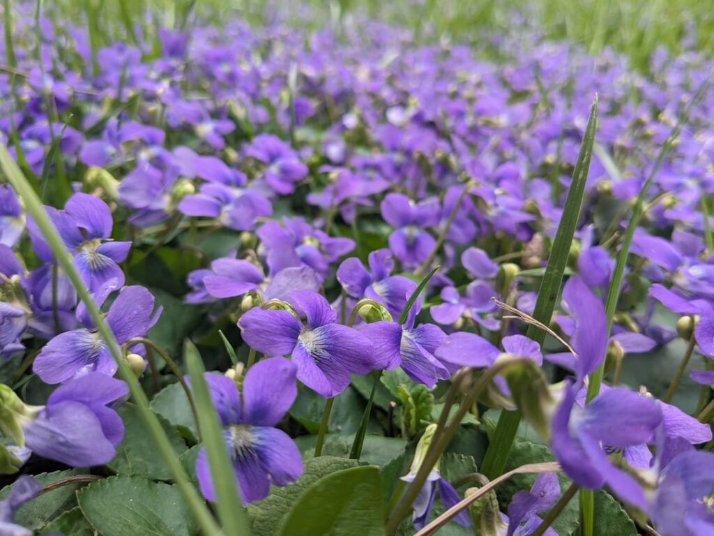 I have tons of native violets 🥹