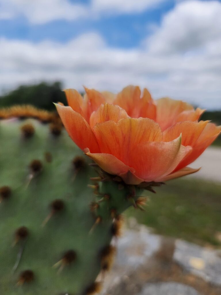 Finally it bloomed