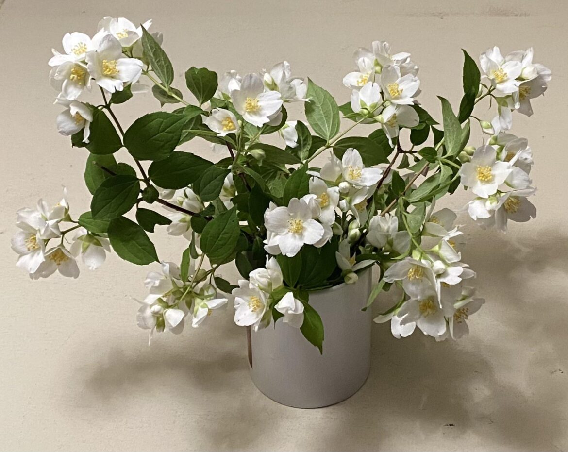 How to make some Mock Orange plants
