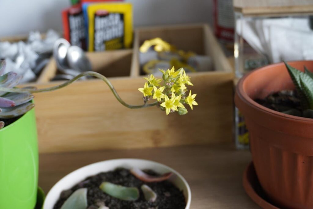 This cutting I purchases rencently flowered all of the sudden. What do I do now?
