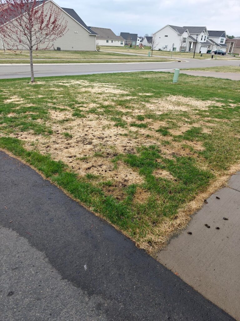 Need advice. Portions of my lawn appear dead and nothing is happening after aerating, over seeding, and fertilizing. Need advice. Portions of my lawn appear dead and nothing is happening after aerating, over seeding, and fertilizing.