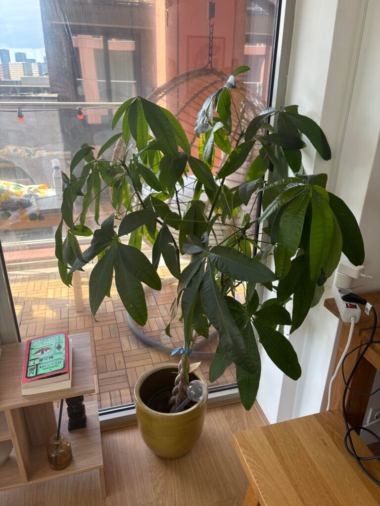 What could be the issue with my money plant?