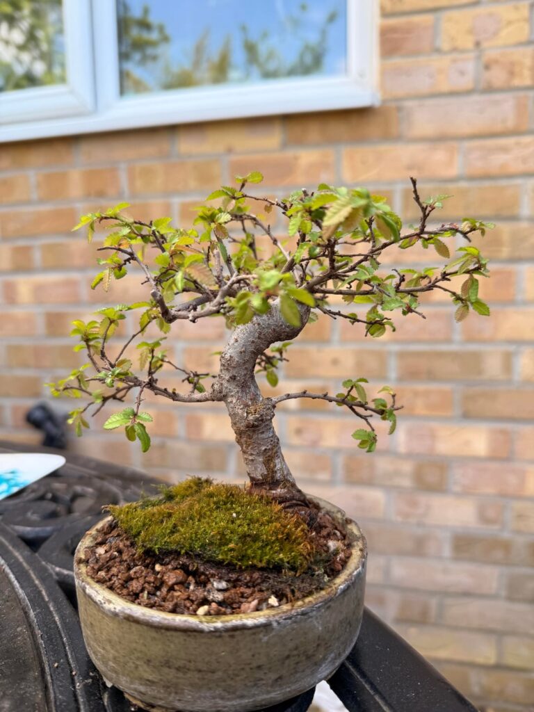 Roughly 3 years of owning this Chinese elm