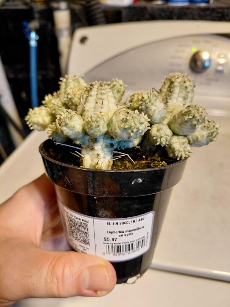 Neat Walmart Find