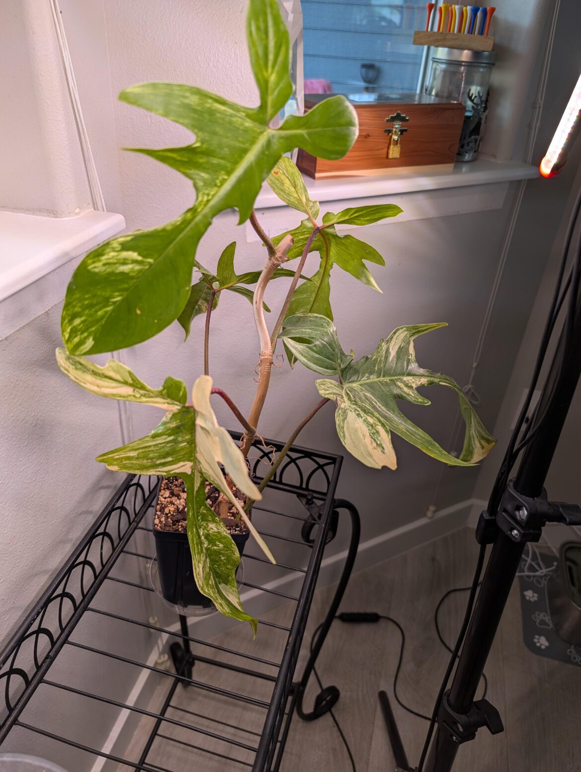 Florida Beauty “butt cut” not growing? Florida Beauty "butt cut" not growing?