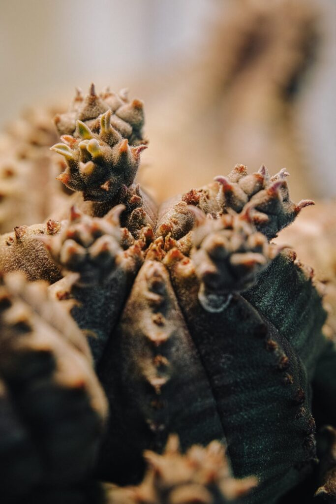 Euphorbia obesa x tubiglans flowering under a 100 DLI Euphorbia obesa x tubiglans flowering under a 100 DLI