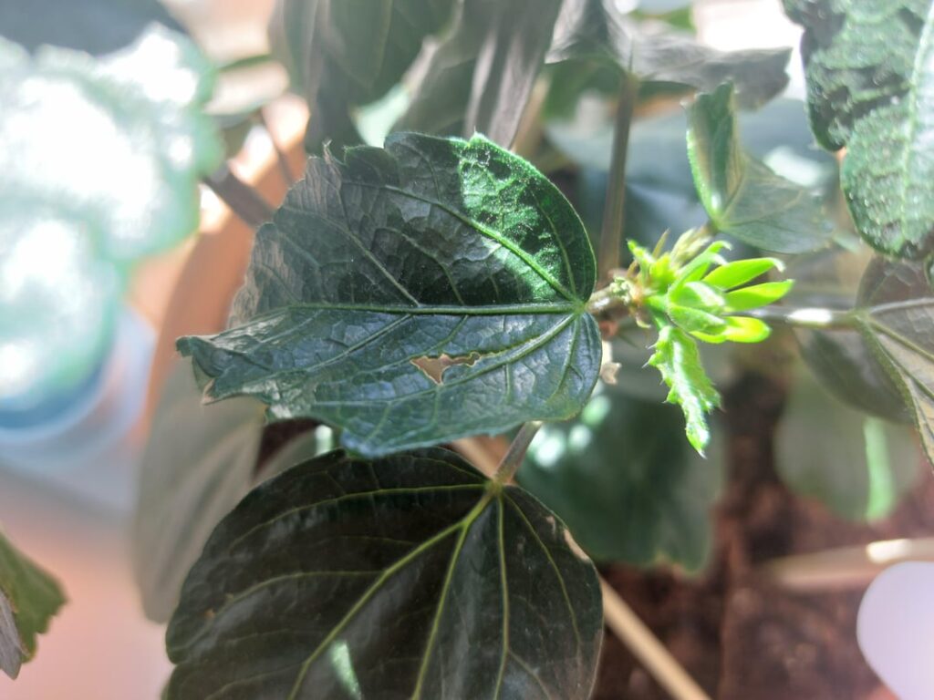 Why the leaves Why the leaves