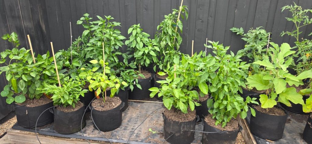 My Humble Garden