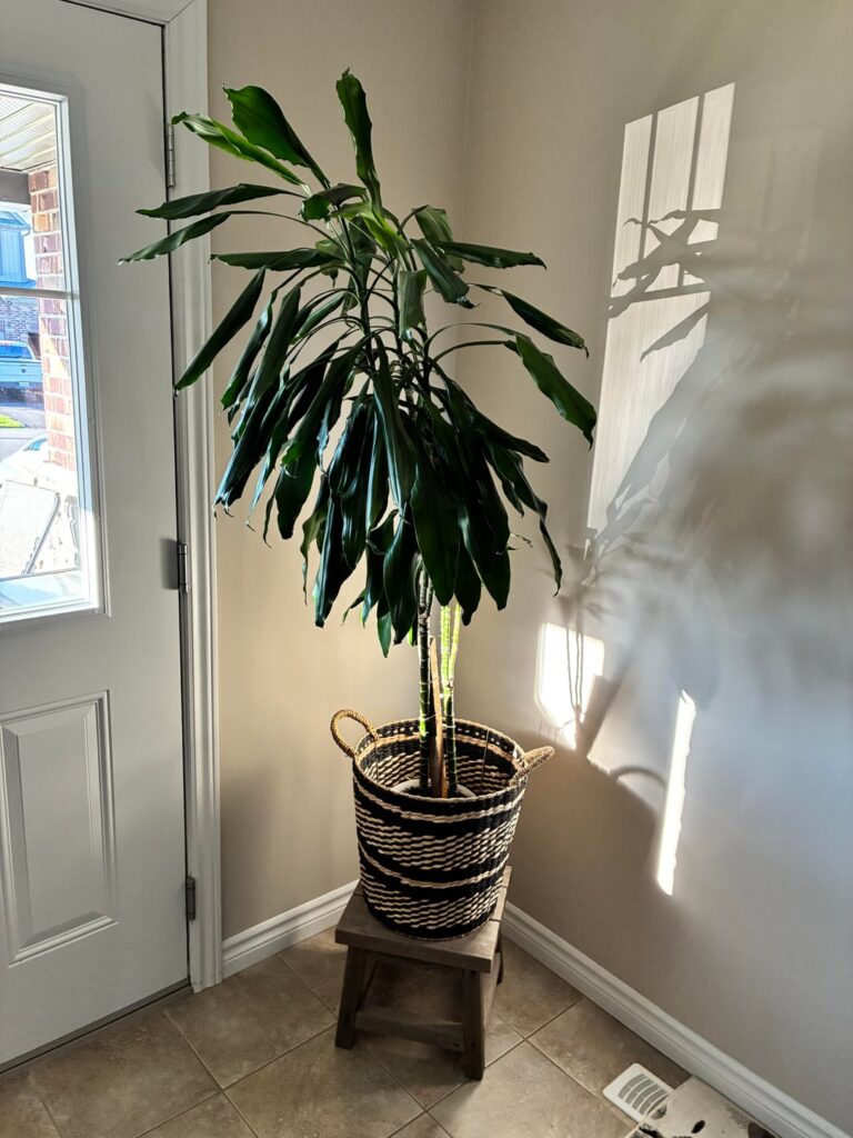Dracaena Tree Help Dracaena Tree Help