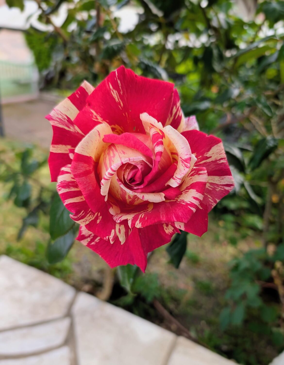Beautiful rose from my garden