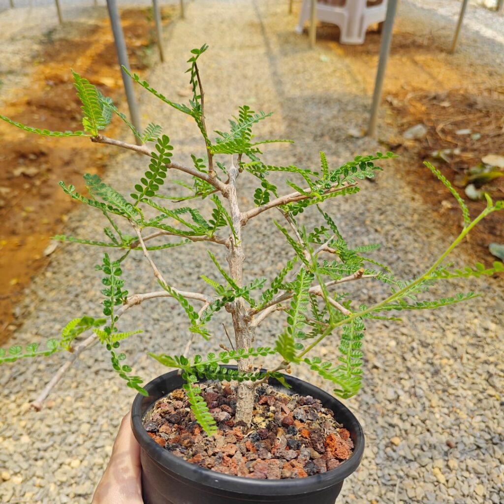 Operculicarya hyphaenoides