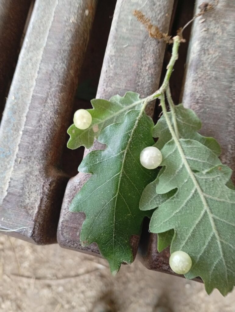 Weird bumps/eggs on oak trees near pastures in south of France