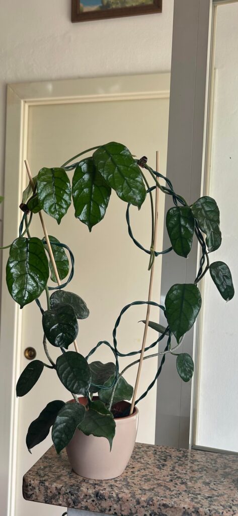 Here is my first hoya!
