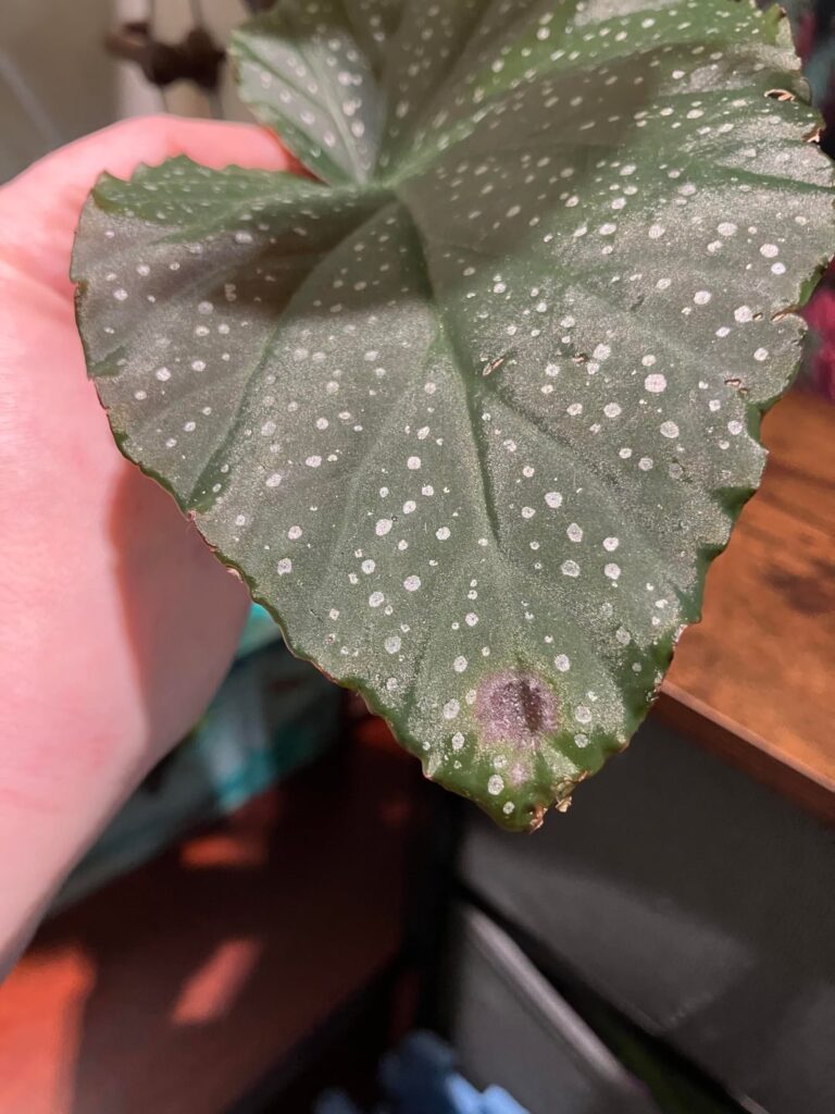 begonia lucerna - powdery mildew?