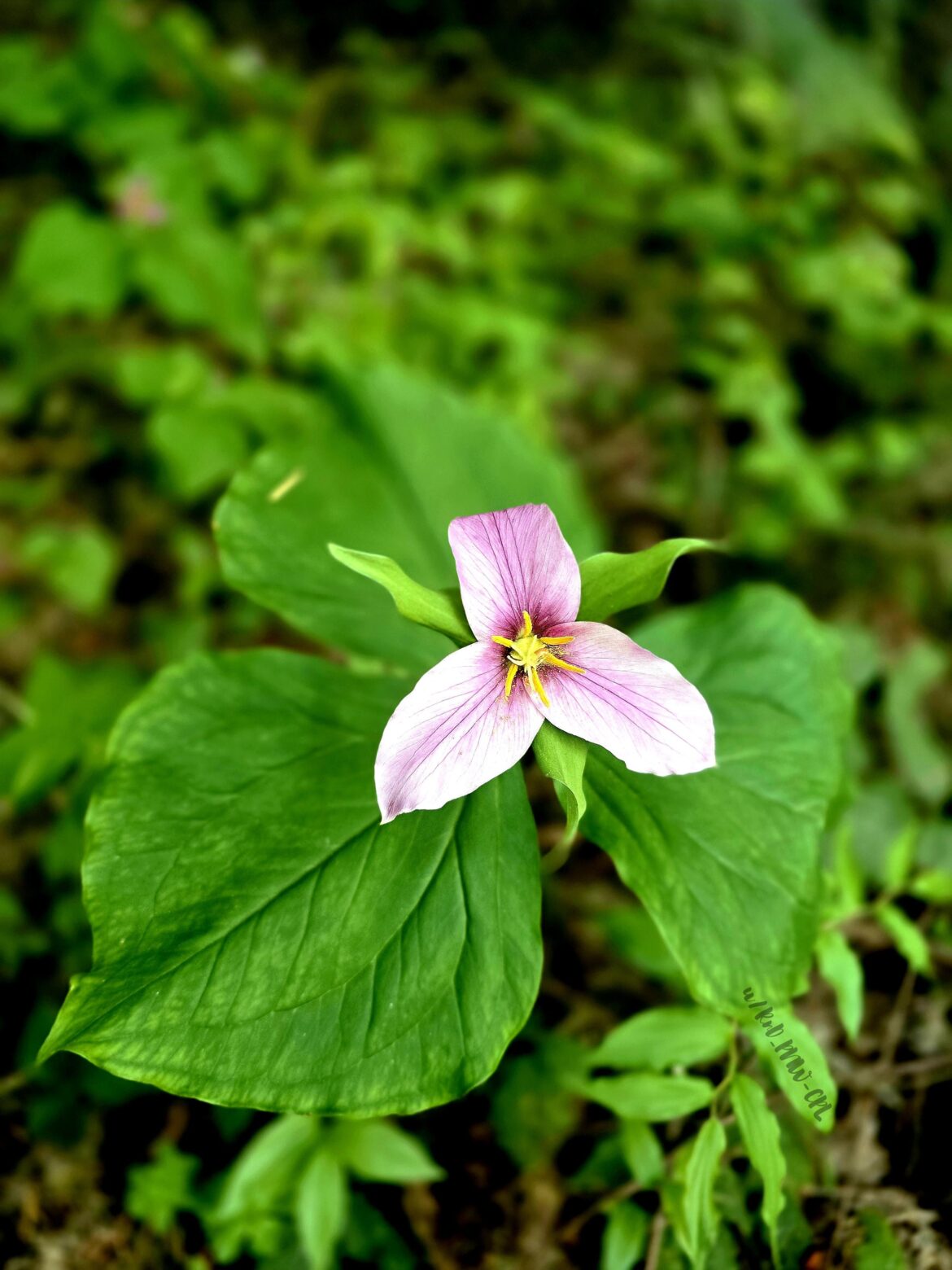 Western White Trilium in a local forest