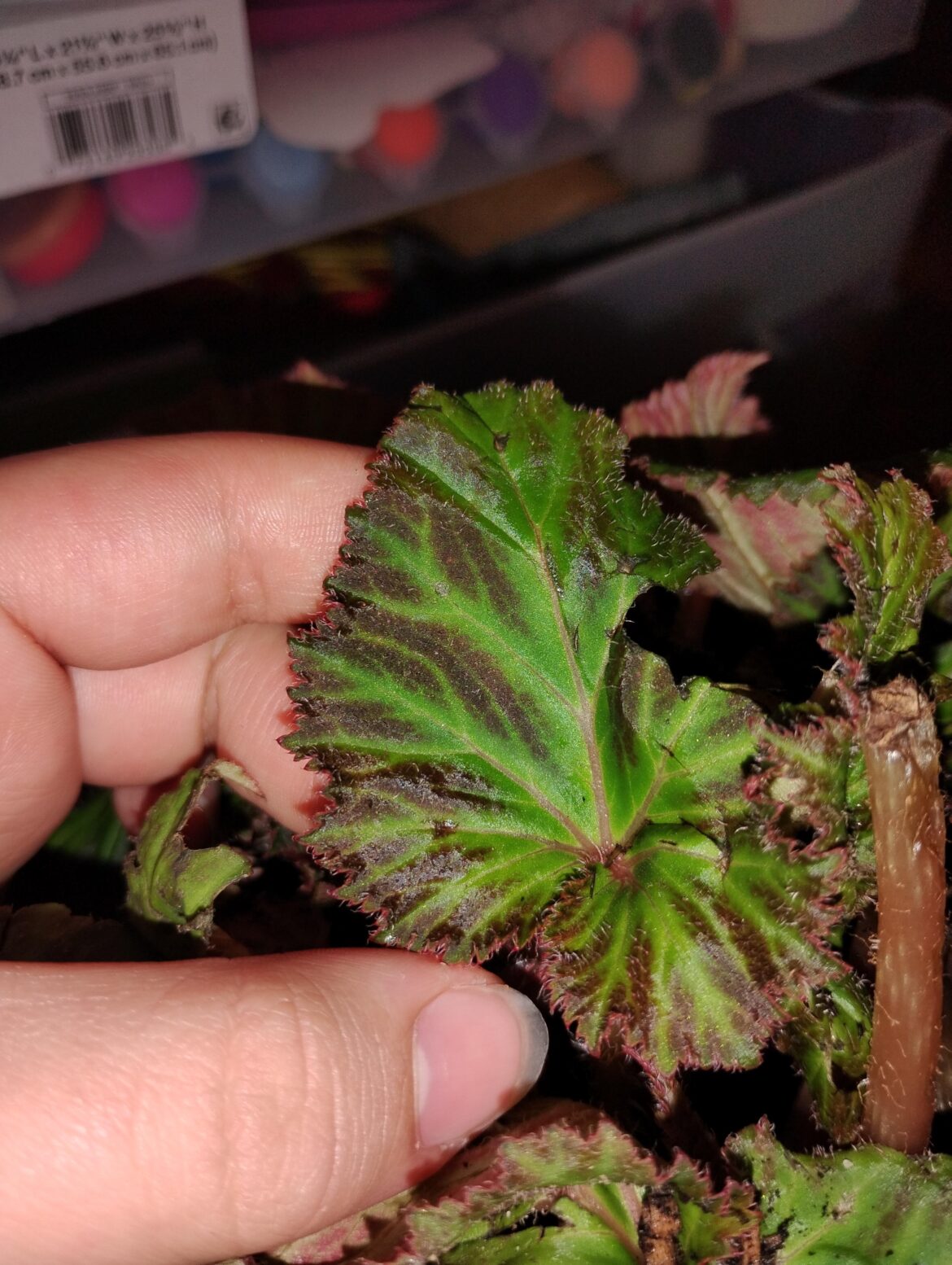 I found this abandoned begonia and noticed brown spots