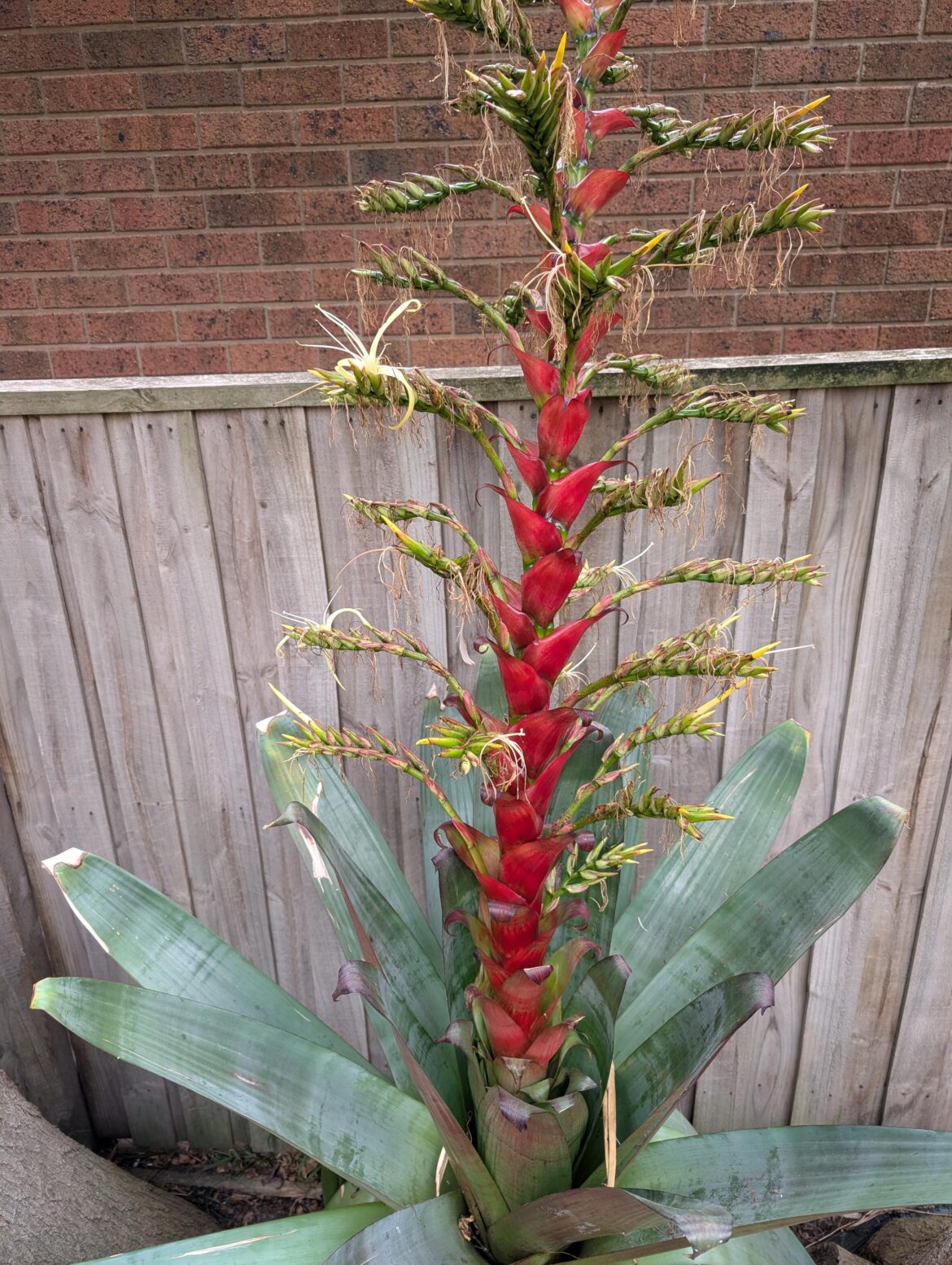 Bromeliad flower