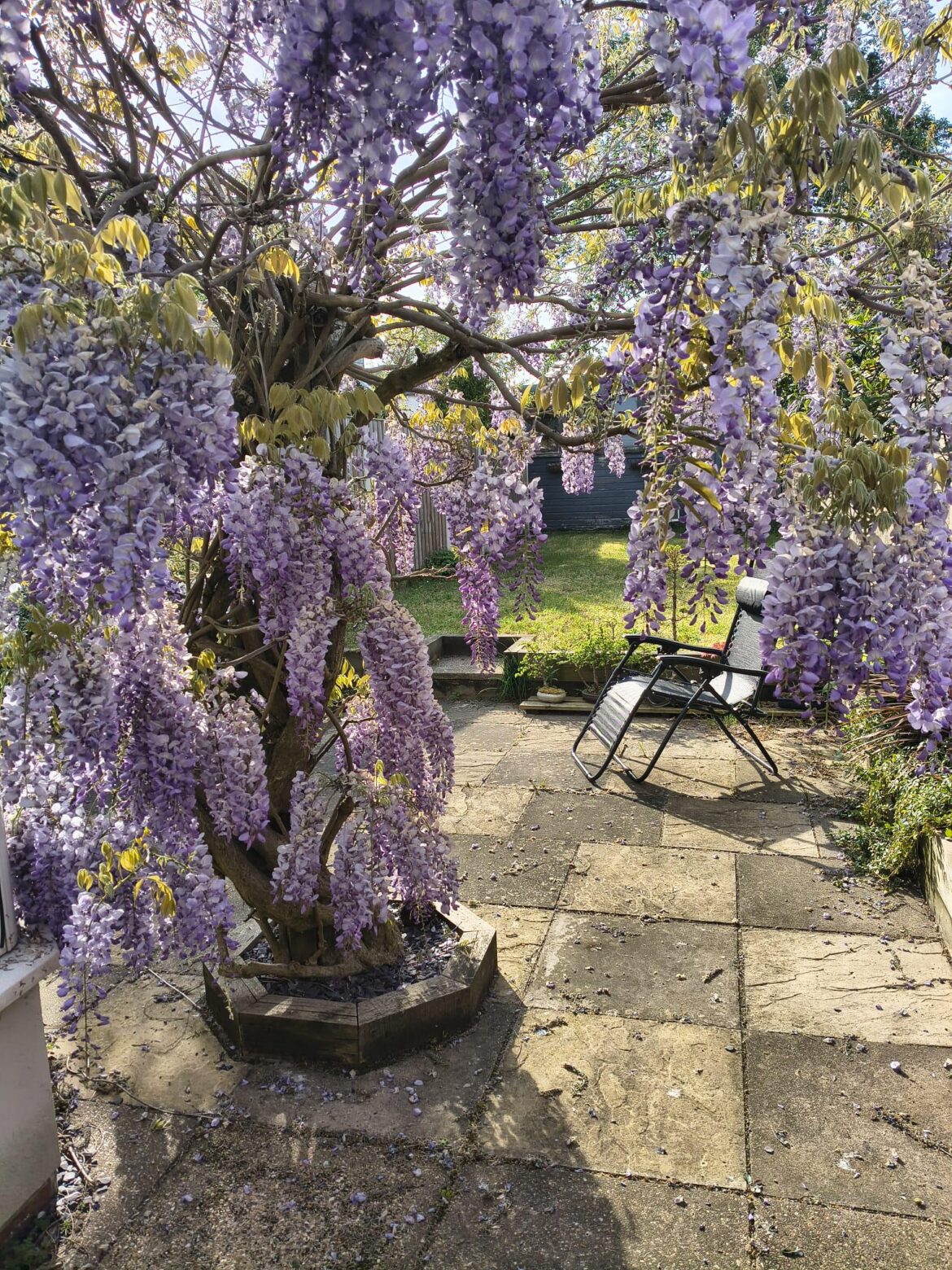 Since everyone else was showing off their Wisteria....