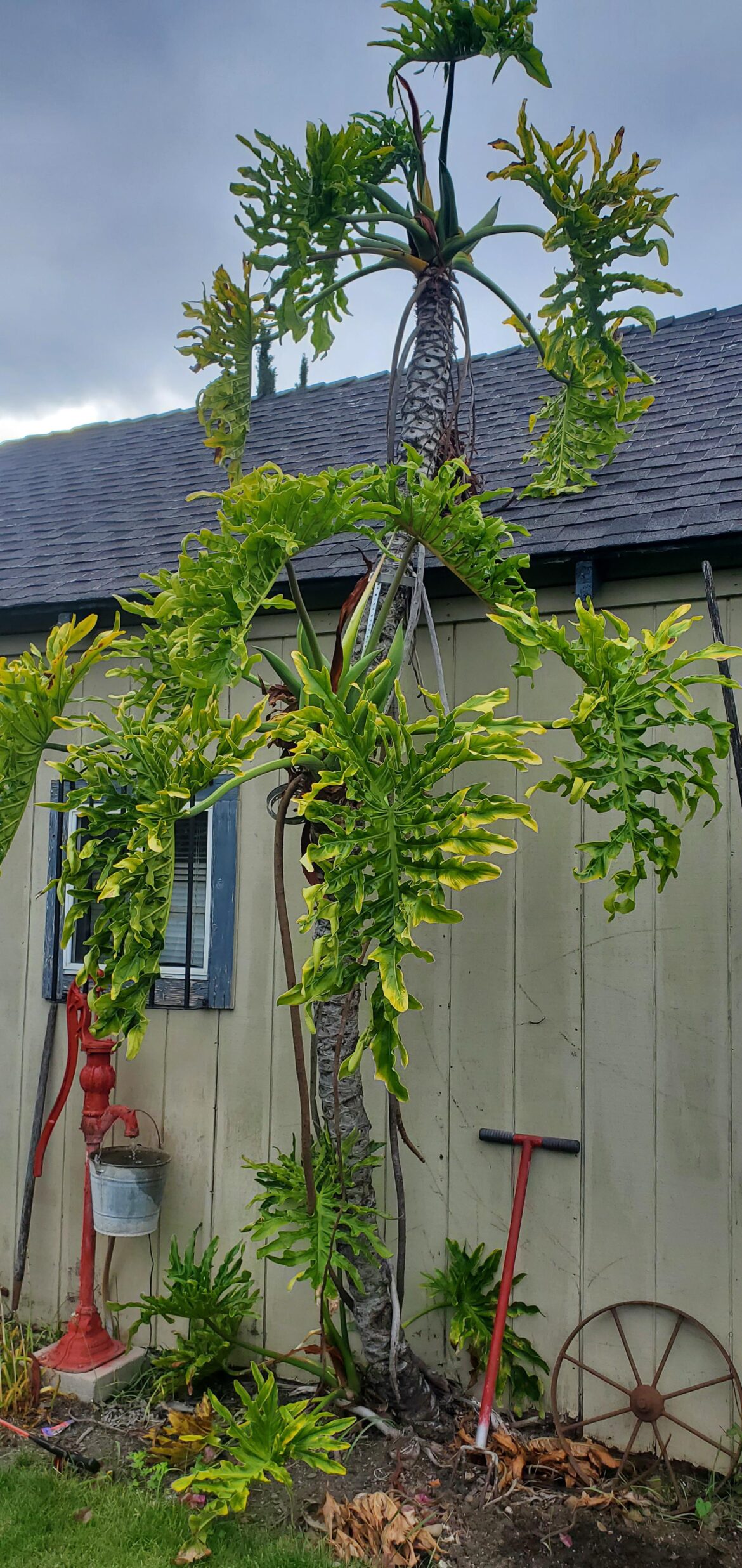 Unknown tree in backyard