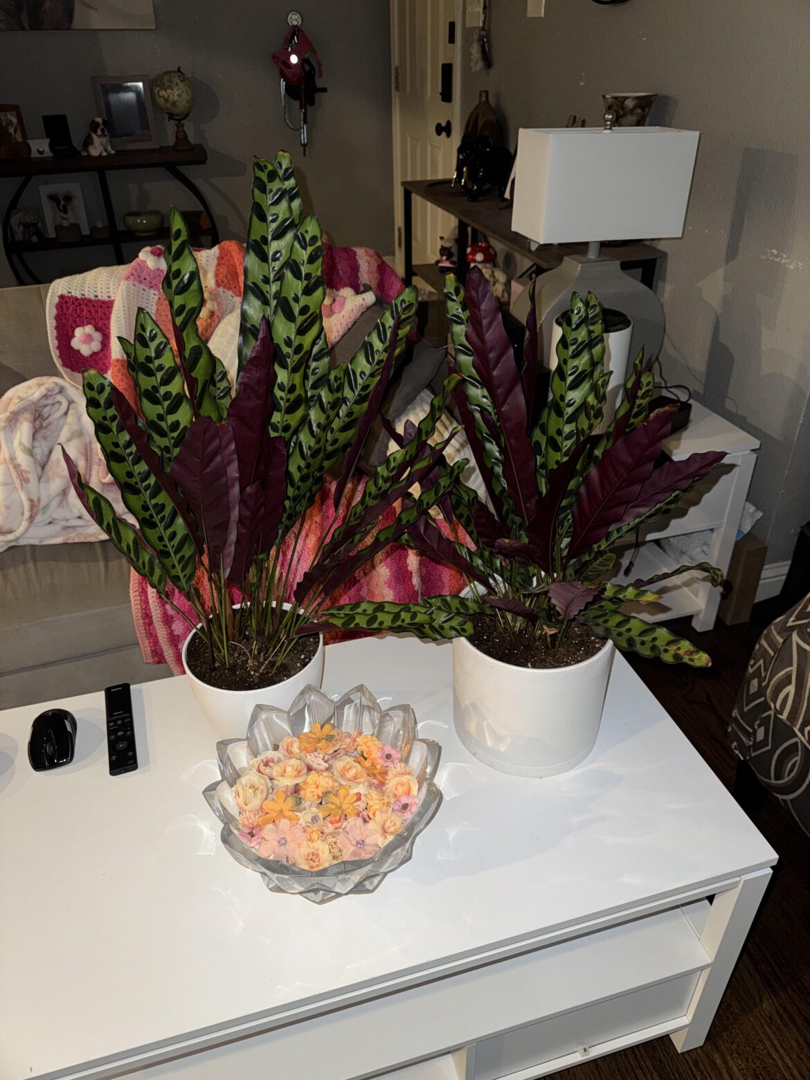 Calathea Rattlesnake Division