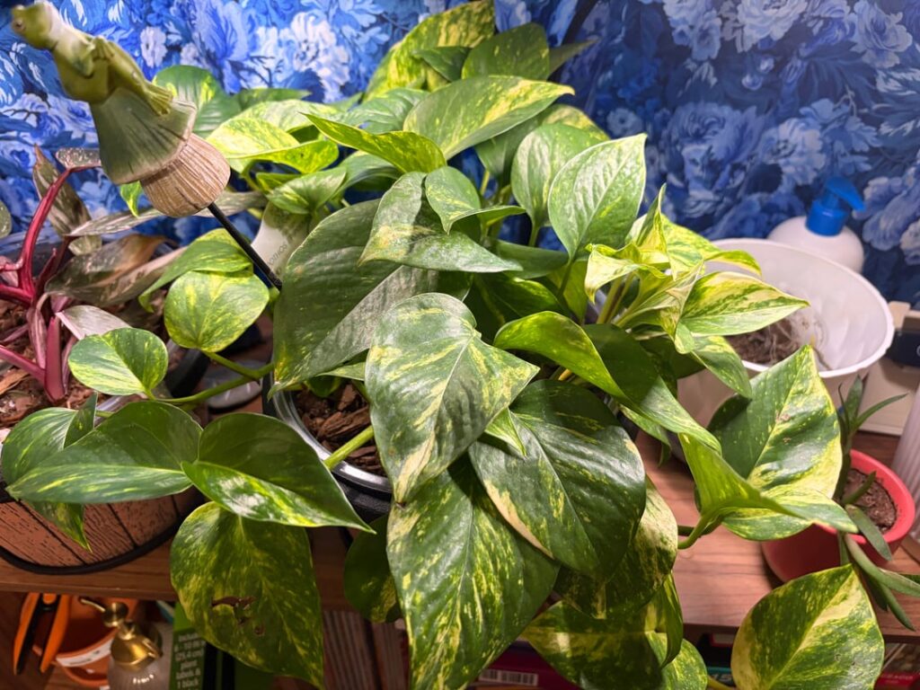 Are its roots okay? Are its roots okay?