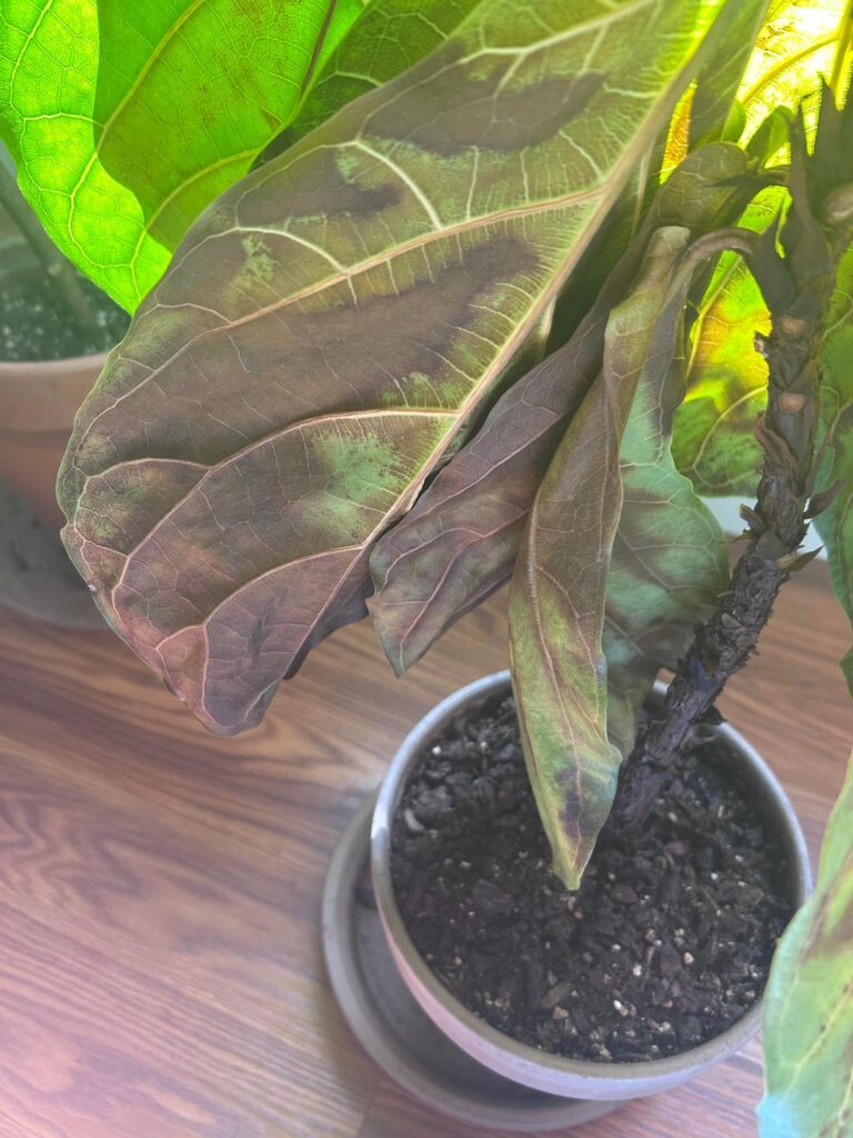 Advice please- browning on leaves