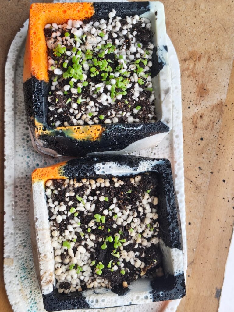 Should i continue germinating in a nylon bag?