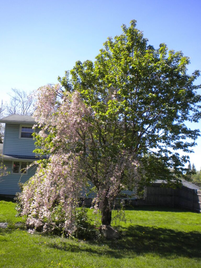 what happened to my parents weeping cherry tree? what happened to my parents weeping cherry tree?