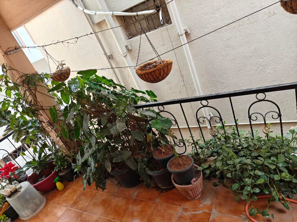 Hello! I’m looking for general plant growth/health improvement advice. Humic acid, fish fertilizer, anything expertly recommended for a terrace garden? Hello! I'm looking for general plant growth/health improvement advice. Humic acid, fish fertilizer, anything expertly recommended for a terrace garden?