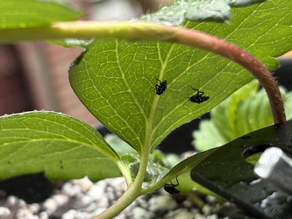 What are these bugs on my strawberry plant?
