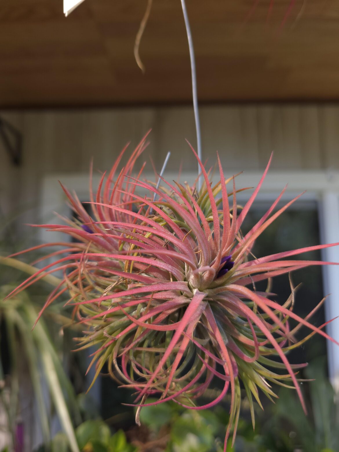 Ionantha rubra