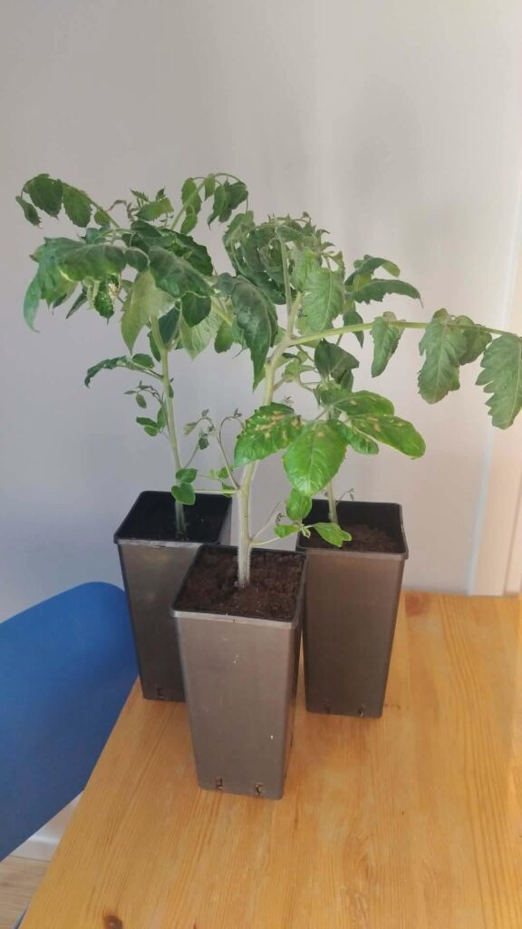 My garden’s delight has its leaves curling inwards. What could be the reason? How to prevent