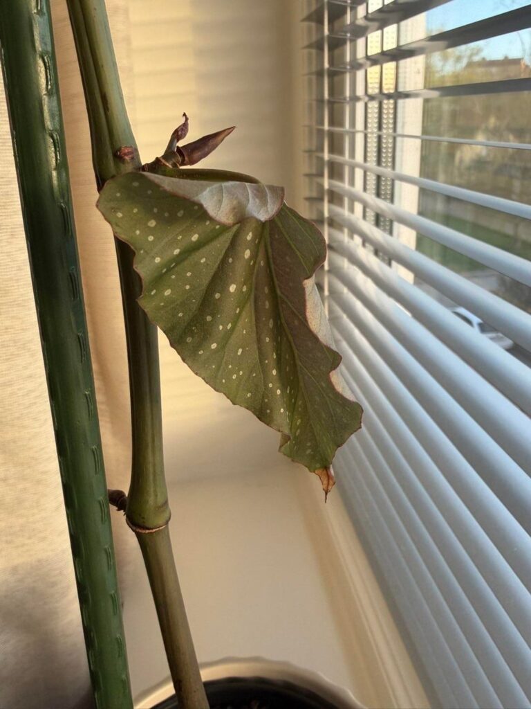 Desperate to save my late mother’s favorite plant Desperate to save my late mother’s favorite plant