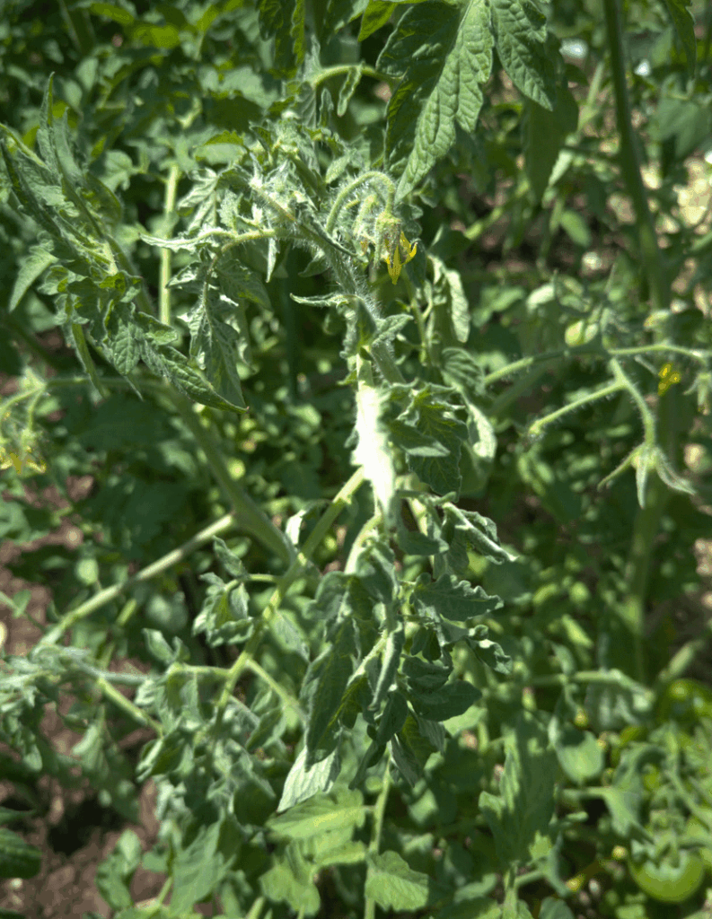 Why do some of my tomatoes start to look limp and then completely die