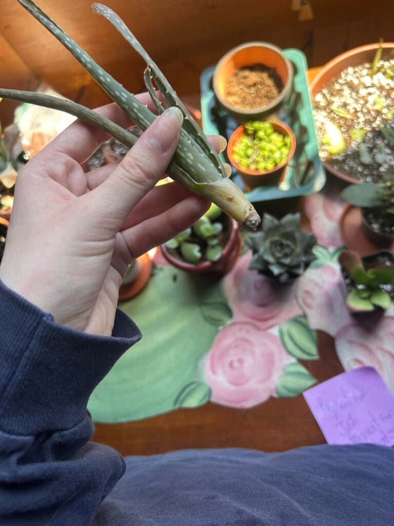 Aloe Plant No Roots