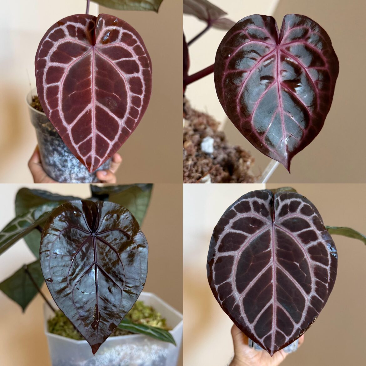 When is “too many” Red Crystallinum type plants?