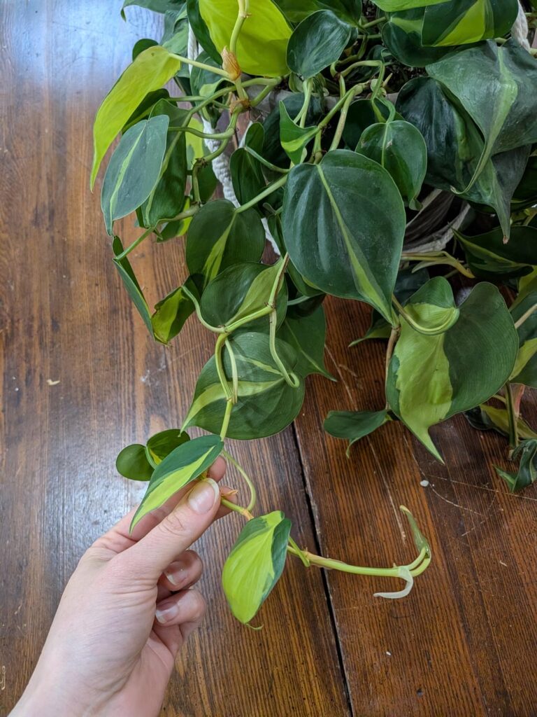 Noodley Growth Pattern