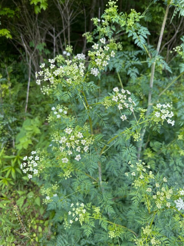 Is this Poison Hemlock/Conium maculatum?