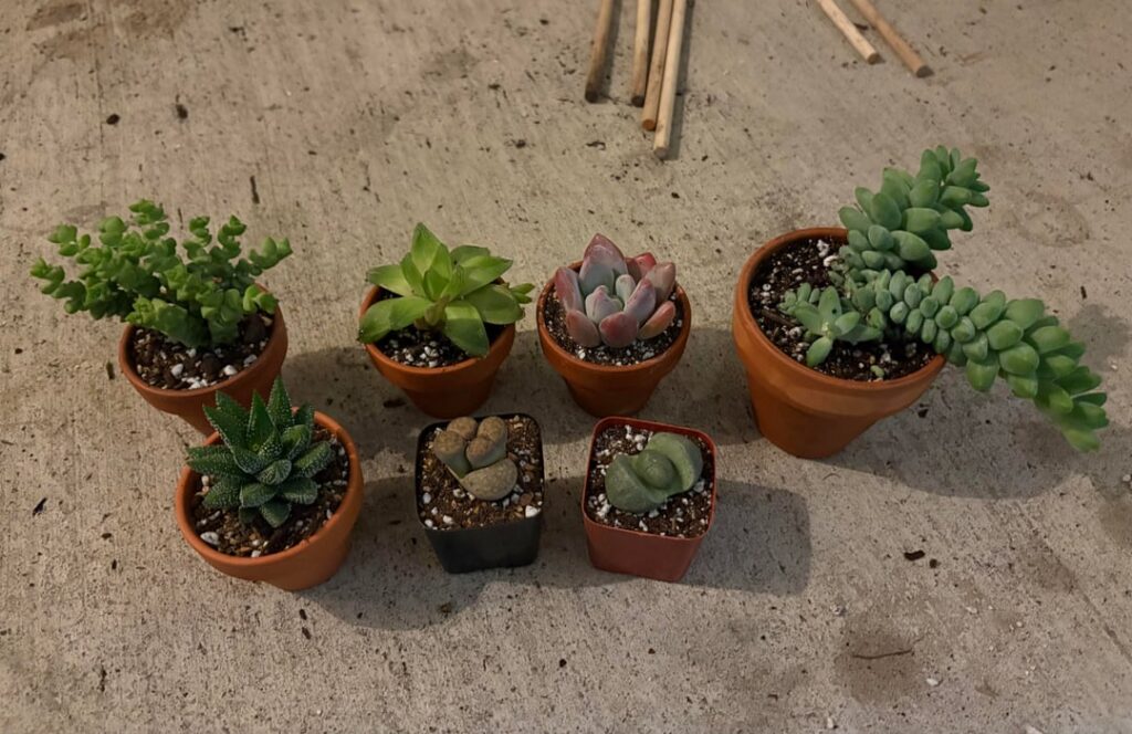 First succulents!!!