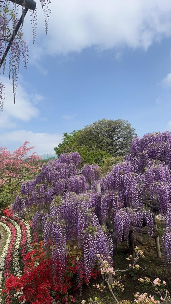 Wisteria and lupines