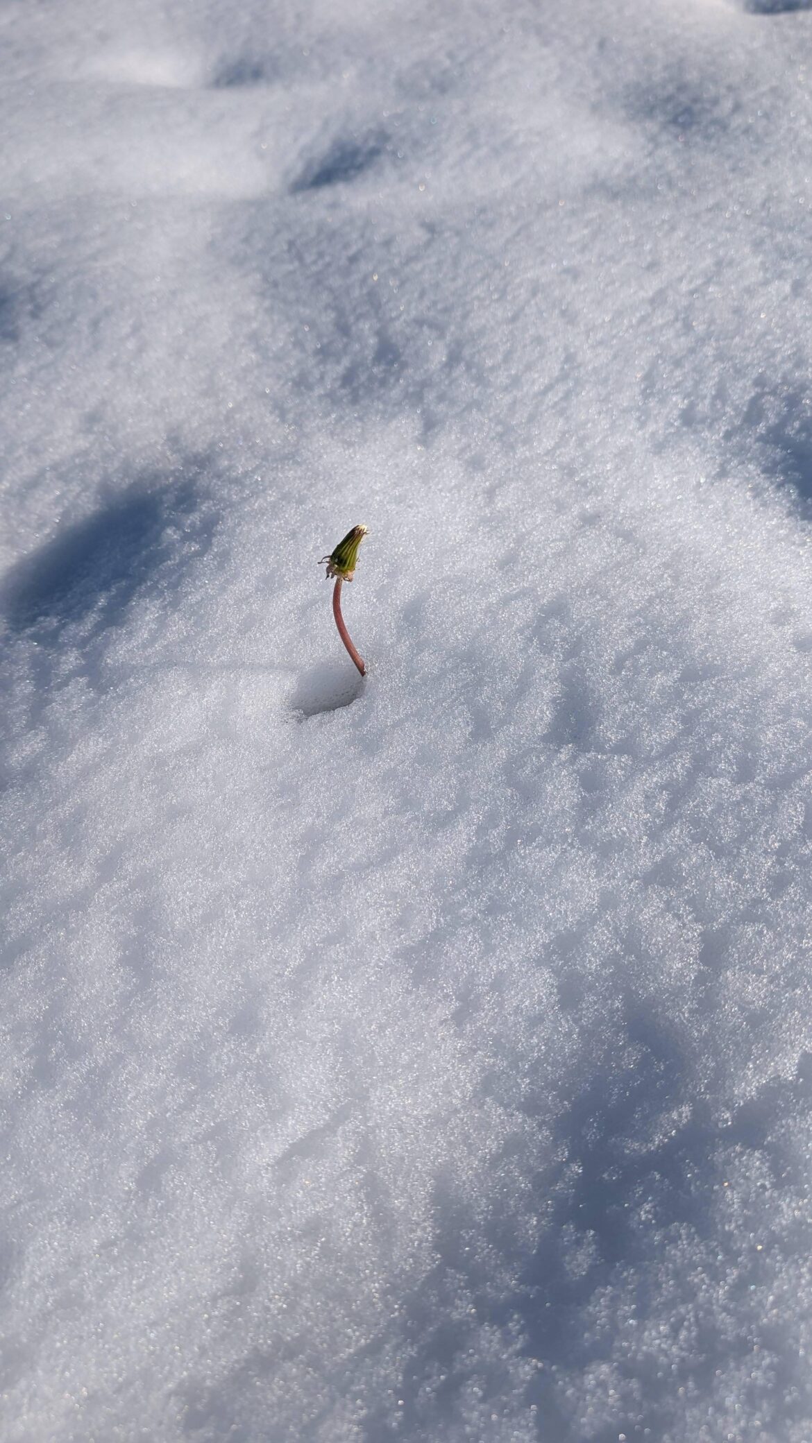 6 inches of snow and sub freezing temperatures in May. Dandelions could care less...