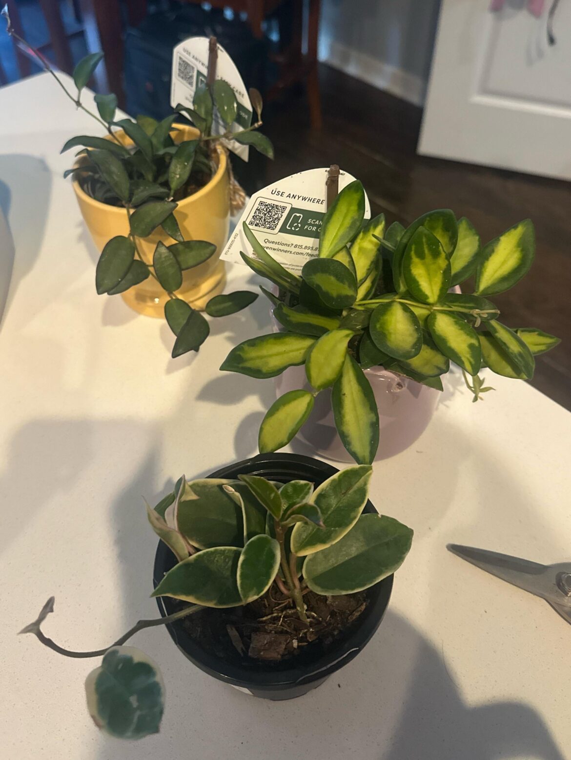 New kids 🥰