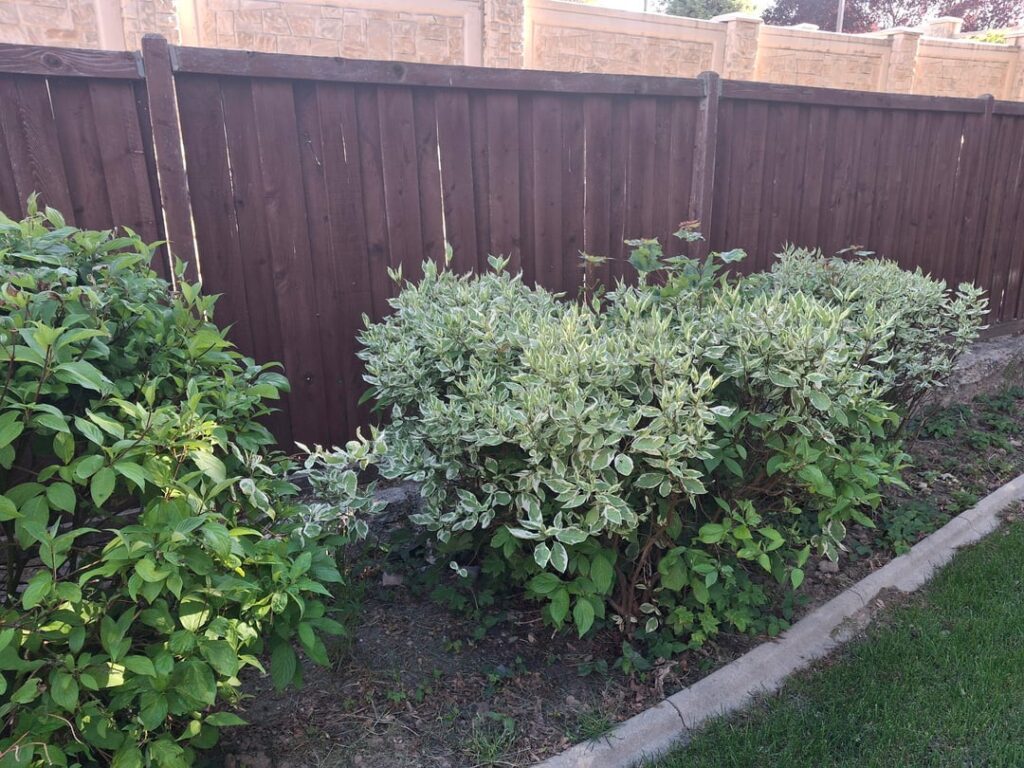 Bush leaves slowly turning white over years Bush leaves slowly turning white over years