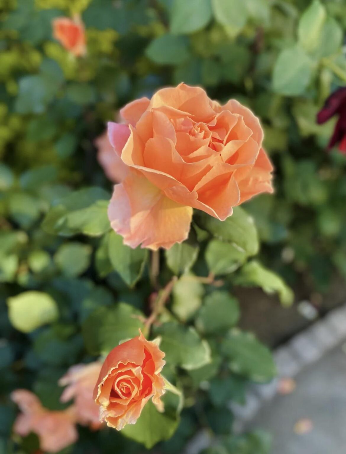 Roses in May