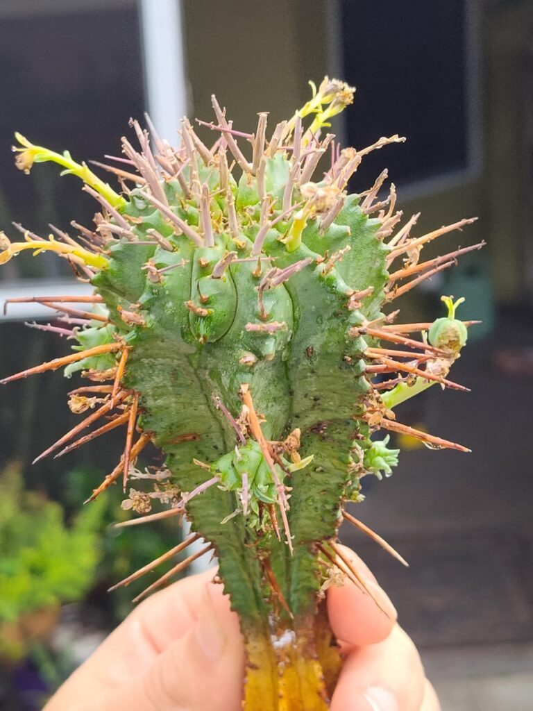 For only $3 dollars I had to give this figly guy a nice home amongst the others. Thrive on little guy.