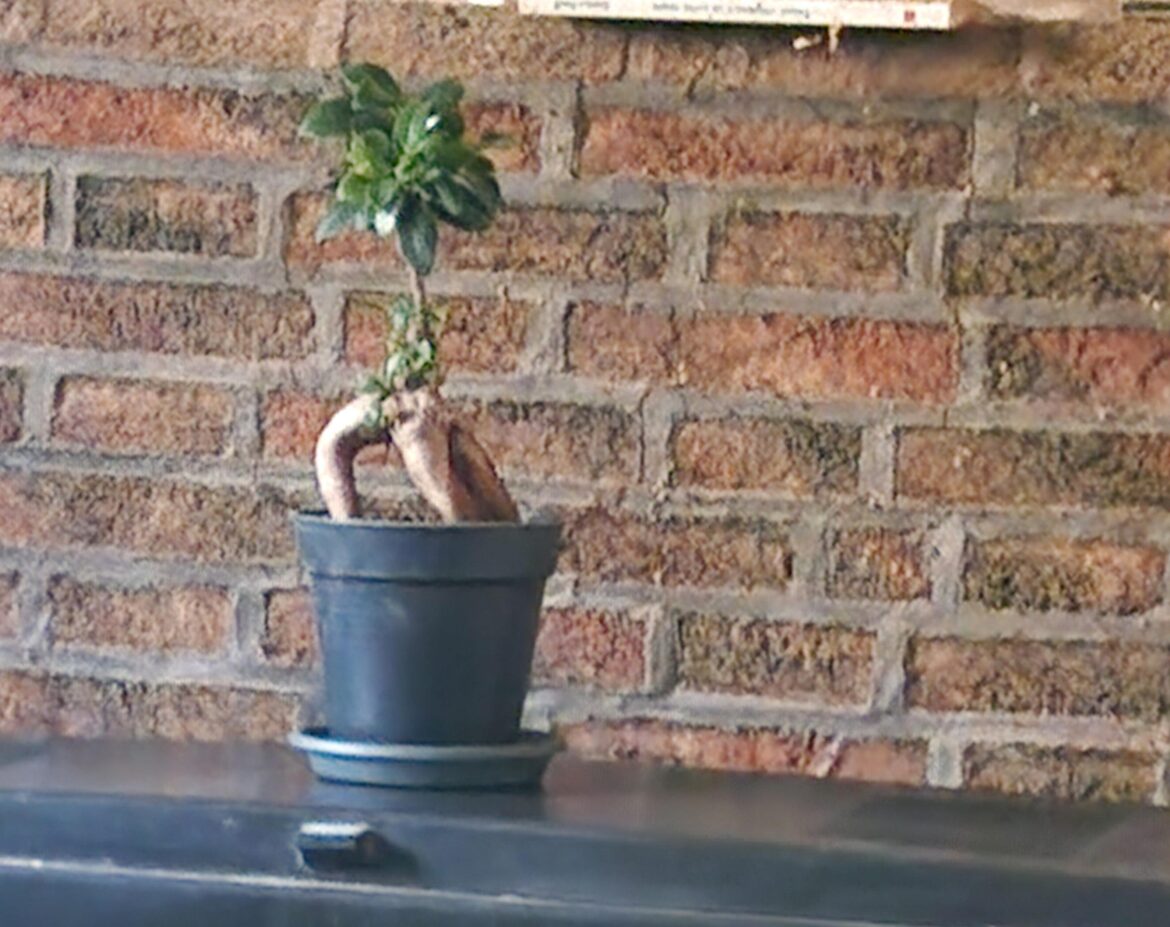 Ficus ginseng