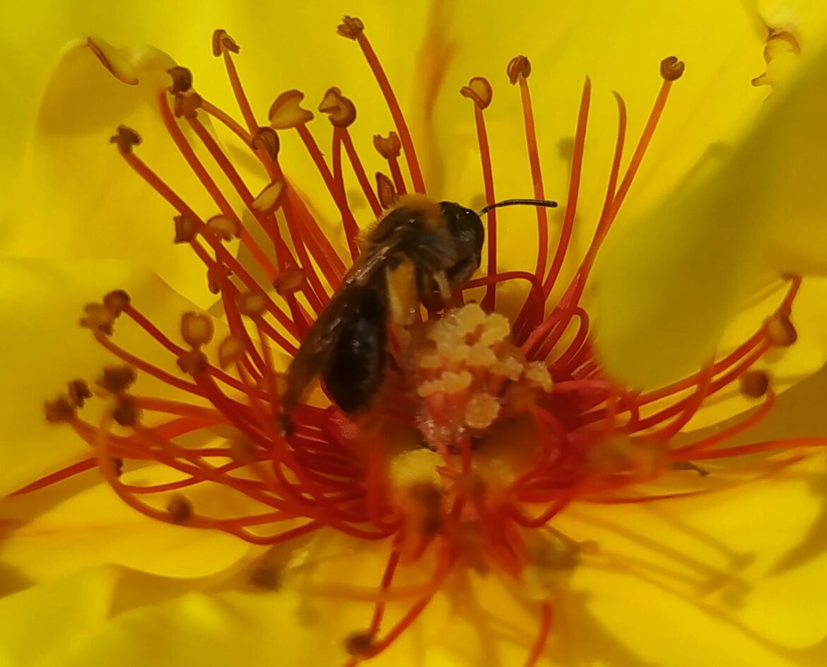 L'abeille 🌞